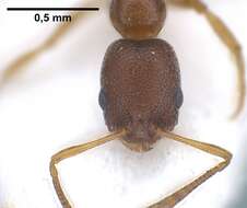 Image of Ant