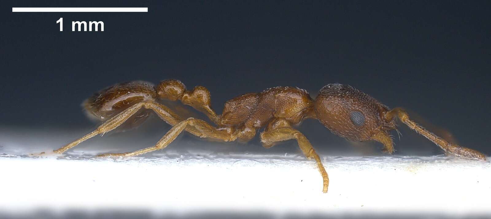 Image of Ant