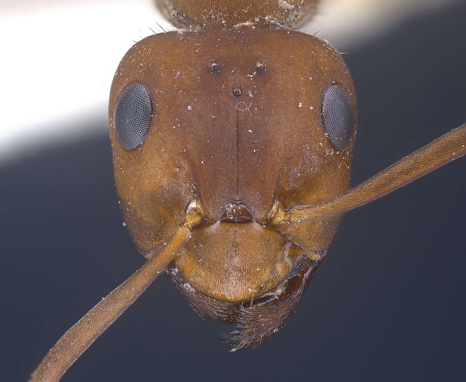 Plancia ëd Formica sinensis Wheeler 1913