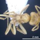 Image de Lasius draco Collingwood 1982