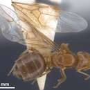 Imagem de <i>Lasius longiceps</i>