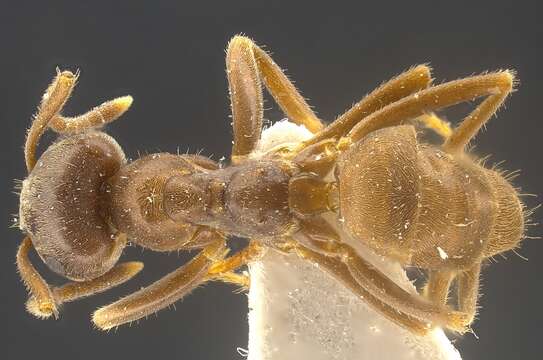 Imagem de Lasius magnus Seifert 1992