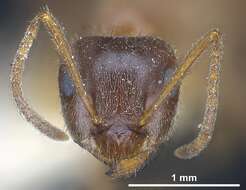 Image of Lasius emarginatus (Olivier 1792)