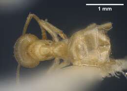 Image de Lasius sonobei Yamauchi 1979