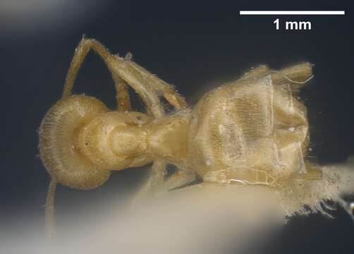 Image of Lasius sonobei Yamauchi 1979