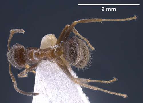 Image of Lasius wittmeri Seifert 1992