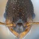 Image of <i>Myrmica gebaueri</i>