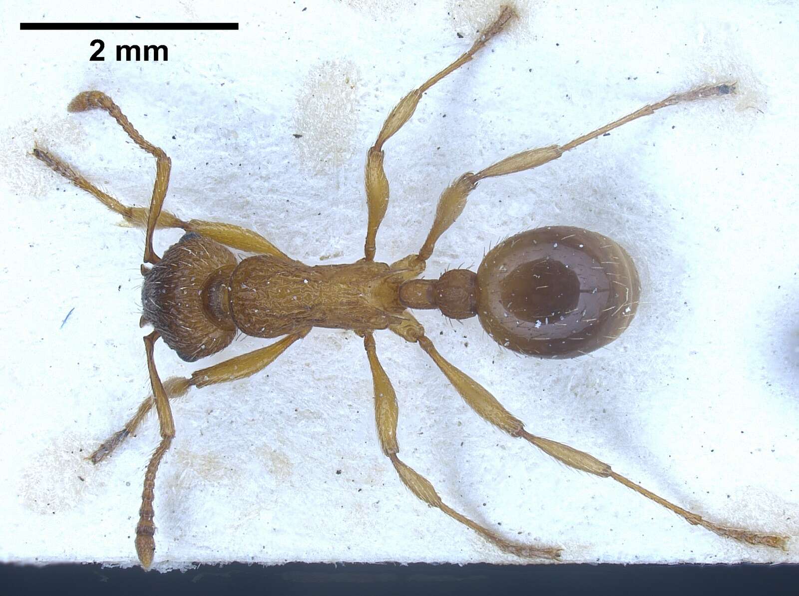 Image of Myrmica salina Ruzsky 1905