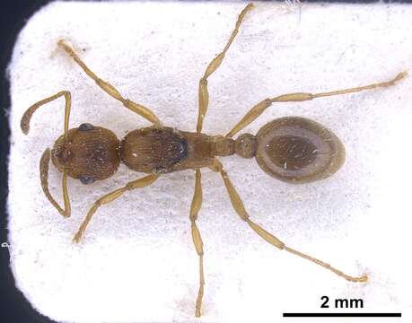 Image of European fire ant