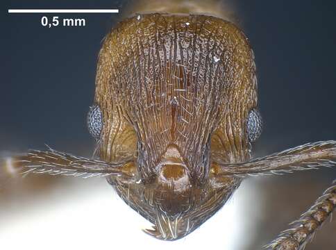 Imagem de Myrmica wardi