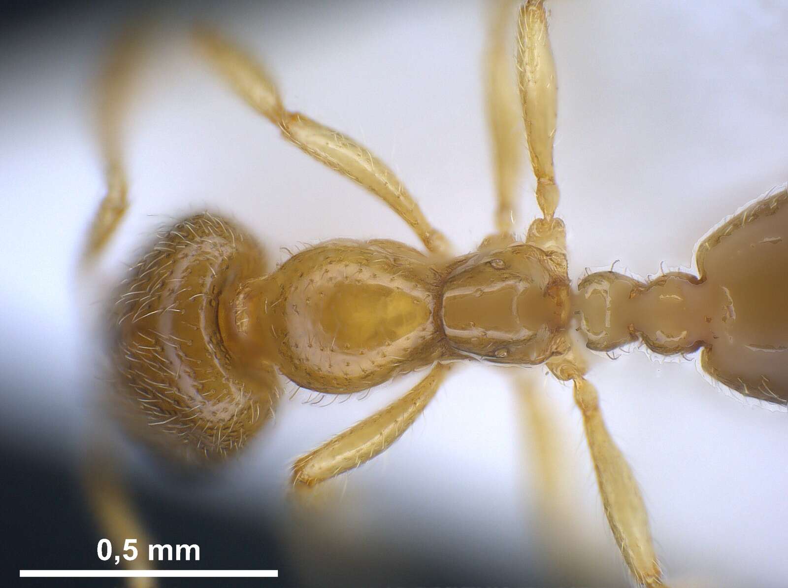 Image of European thief ant