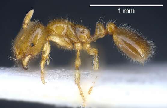 Image of European thief ant