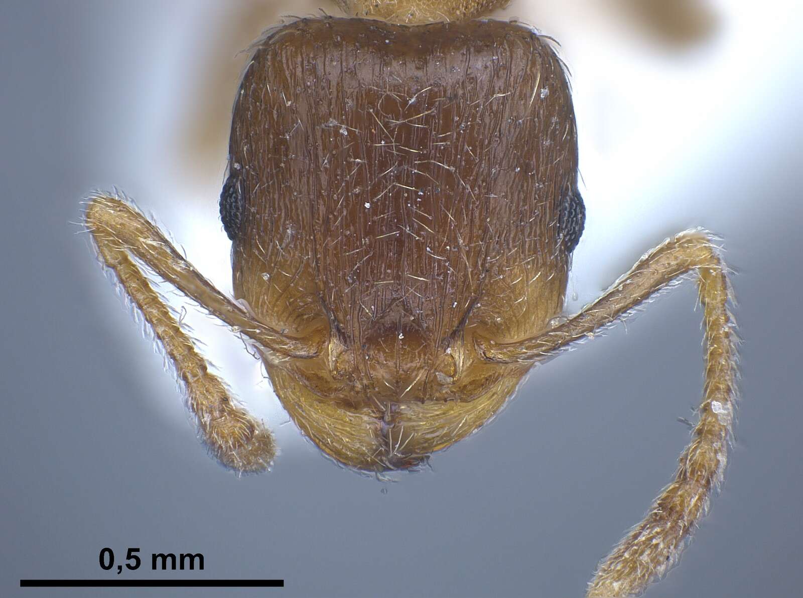 Image of Tetramorium semilaeve Andre 1883