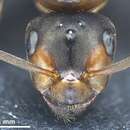 Image of Scottish wood ant