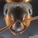 Image of European Red Wood Ant