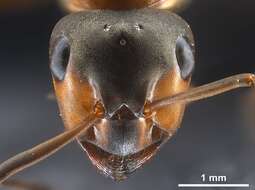 Image of European Red Wood Ant