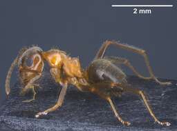 Image of Lasius emarginatus (Olivier 1792)