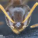 Image of Lasius platythorax Seifert 1991