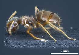 Imagem de Lasius platythorax Seifert 1991