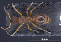 Image of Myrmica bibikoffi Kutter 1963