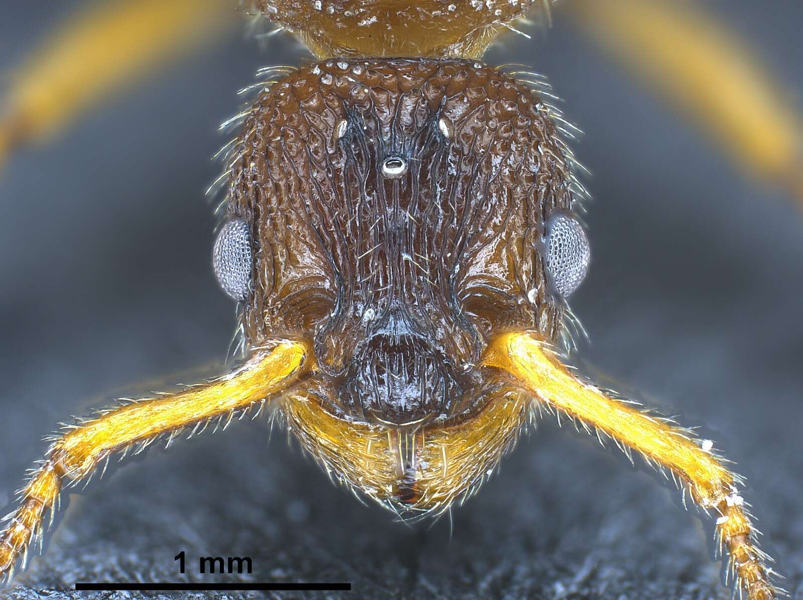 Image of Myrmica bibikoffi Kutter 1963