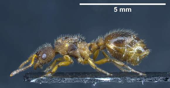 Image de Myrmica bibikoffi Kutter 1963