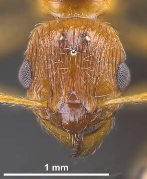 Image of European fire ant