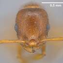 Image of <i>Temnothorax clypeatus</i>