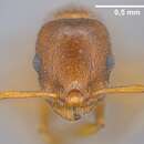 Image de <i>Temnothorax clypeatus</i>