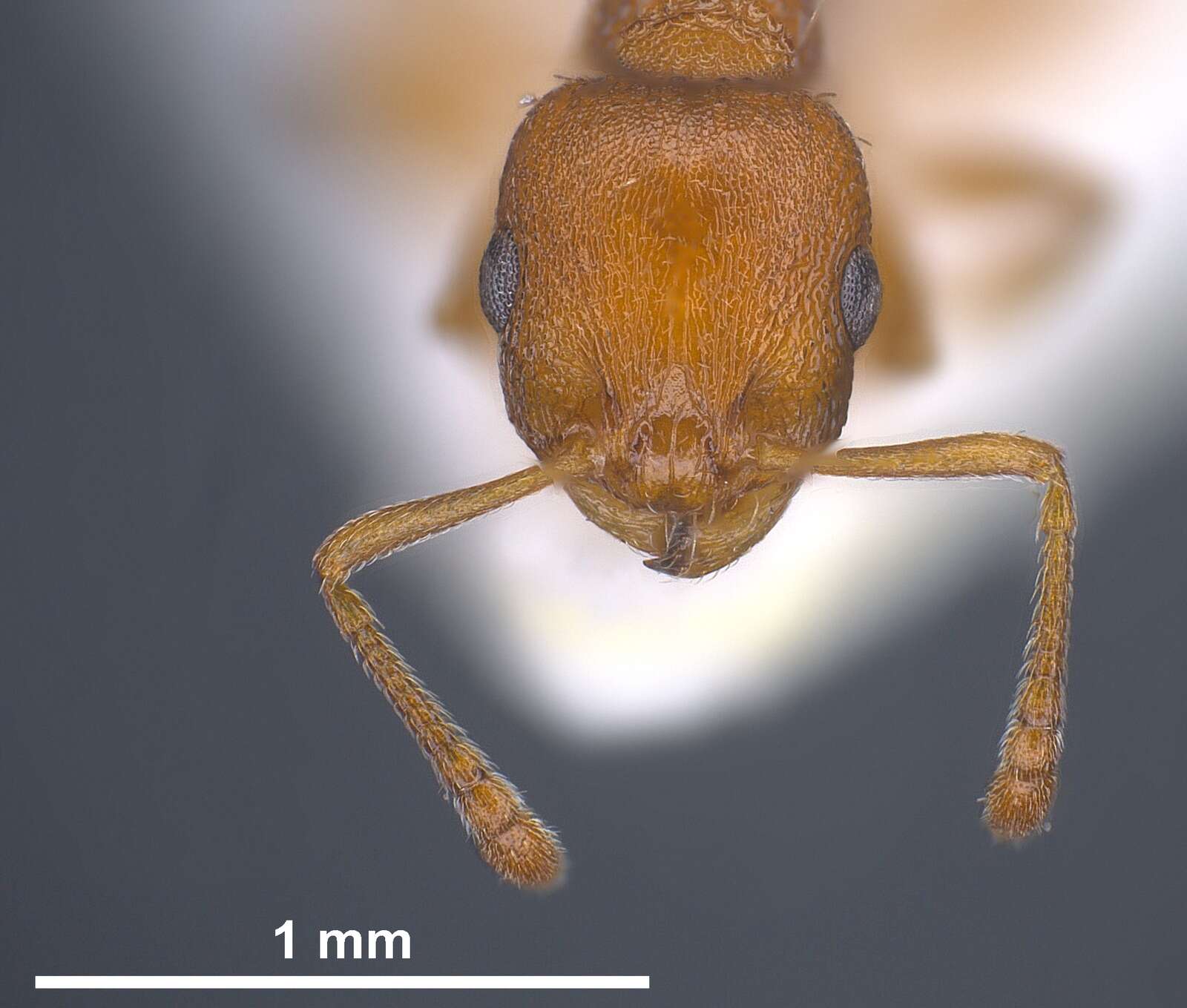 Image of <i>Temnothorax turcicus</i>