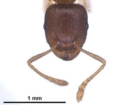 Image of Tetramorium ferox Ruzsky 1903