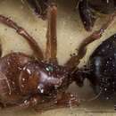 Image of Camponotus andyyoungi