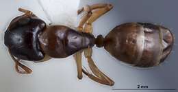 Image of Camponotus woodroffeensis