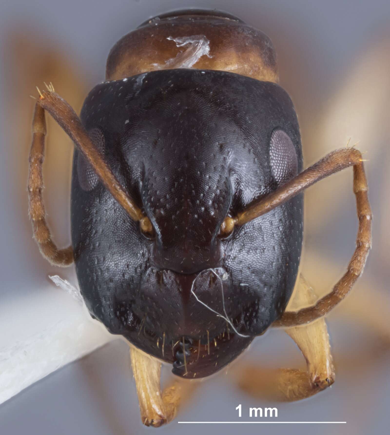 Image of Camponotus woodroffeensis