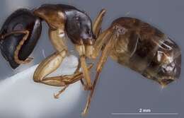 Image of Camponotus woodroffeensis