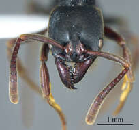 Image of Panther Ants