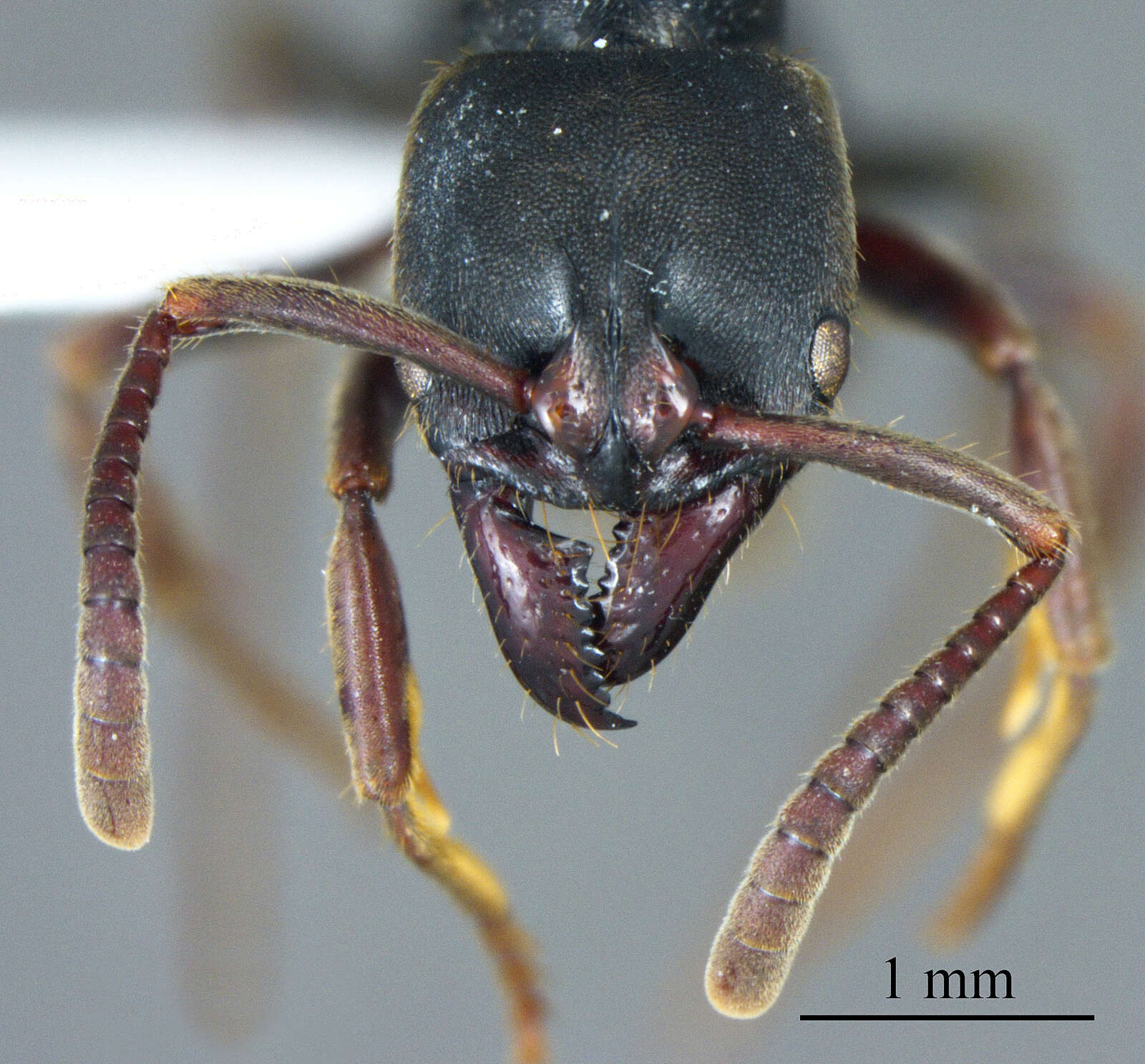 Image of Panther Ants