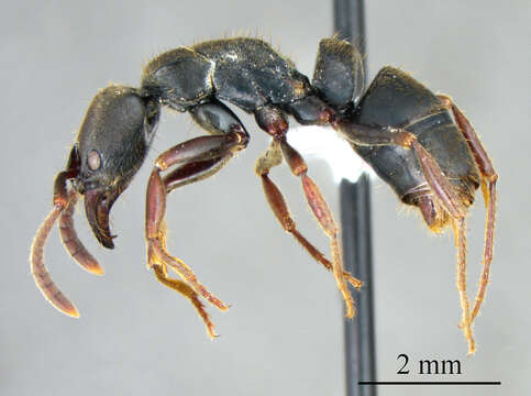 Image of Panther Ants