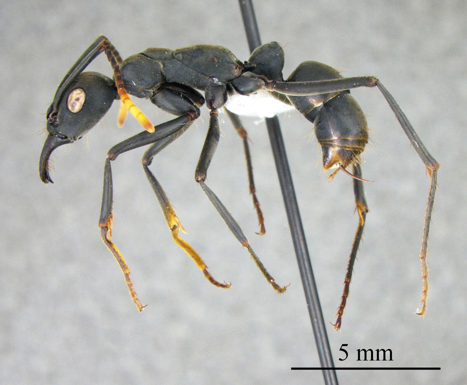 Image of Neoponera apicalis