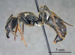 Image of Panther Ants