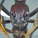 Image of Bullet ant