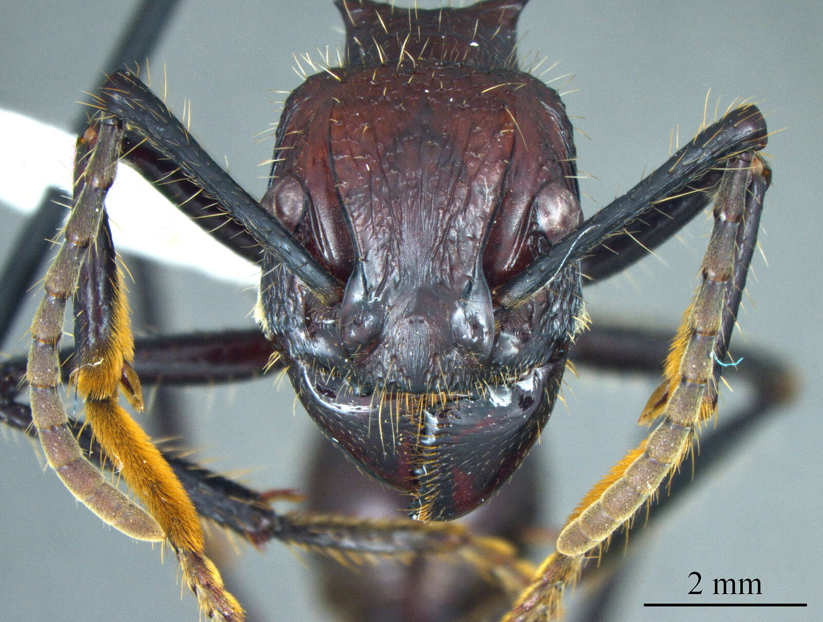 Image of Paraponera