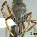 صورة Odontomachus haematodus (Linnaeus 1758)