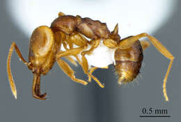 Image of Ant