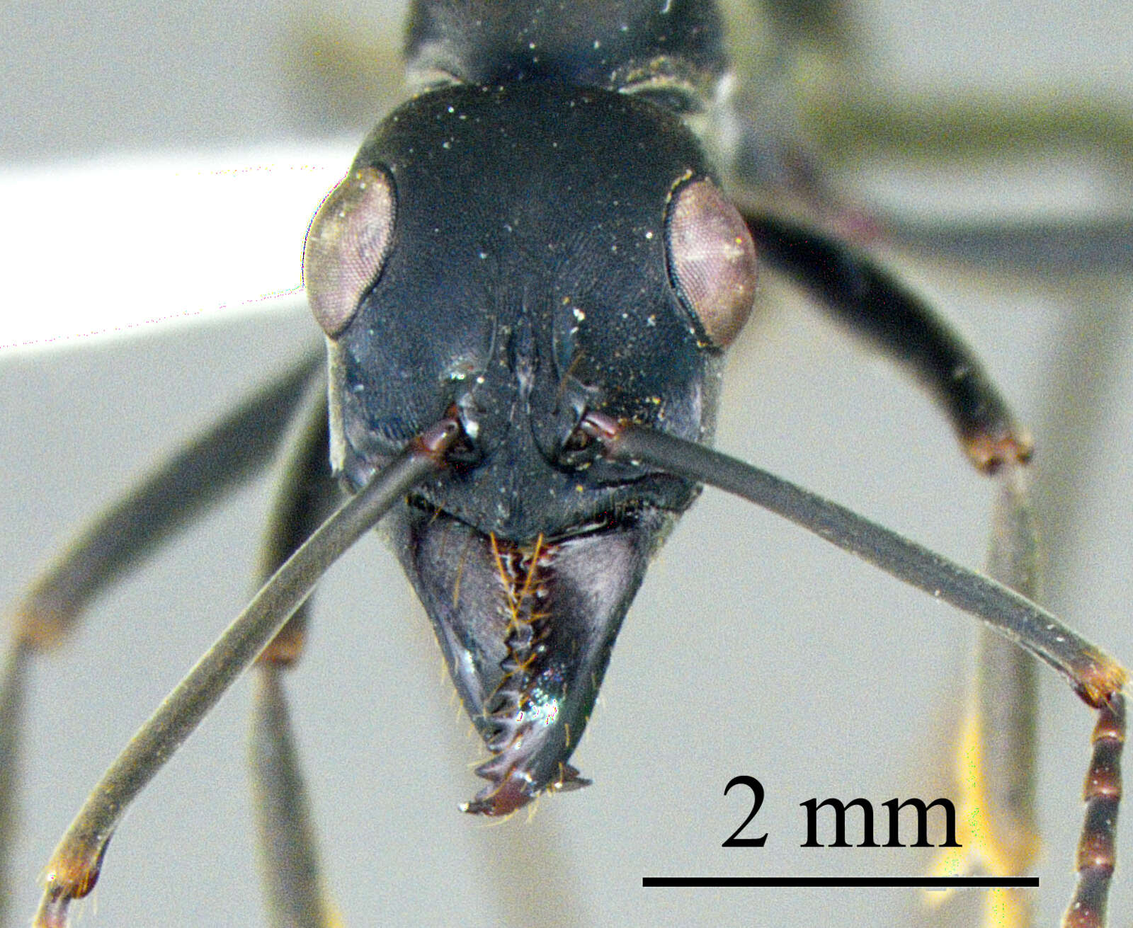 Image of Neoponera verenae