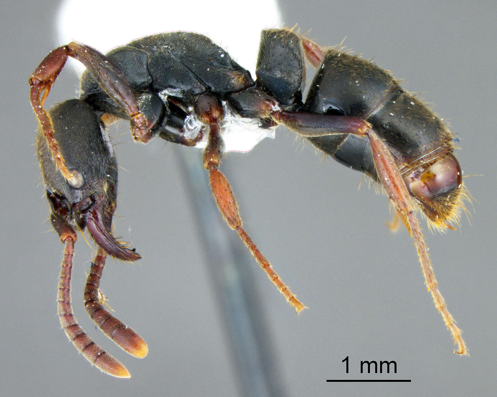 صورة Neoponera unidentata