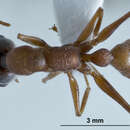 صورة Myrmecia fucosa Clark 1934