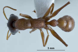 Image of Myrmecia fucosa Clark 1934