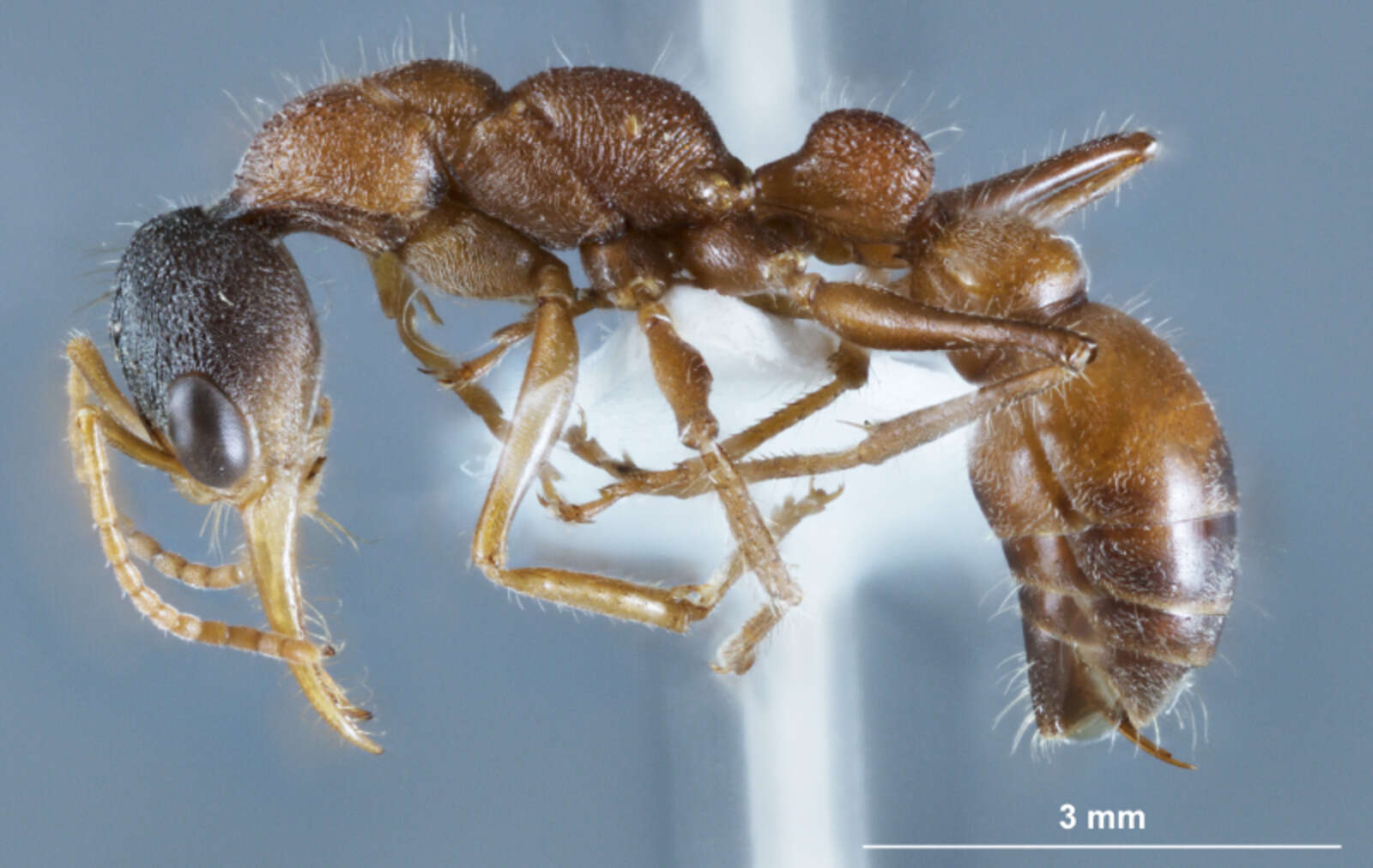 Image of Myrmecia fucosa Clark 1934