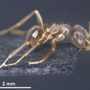 Image of Lasius chinensis